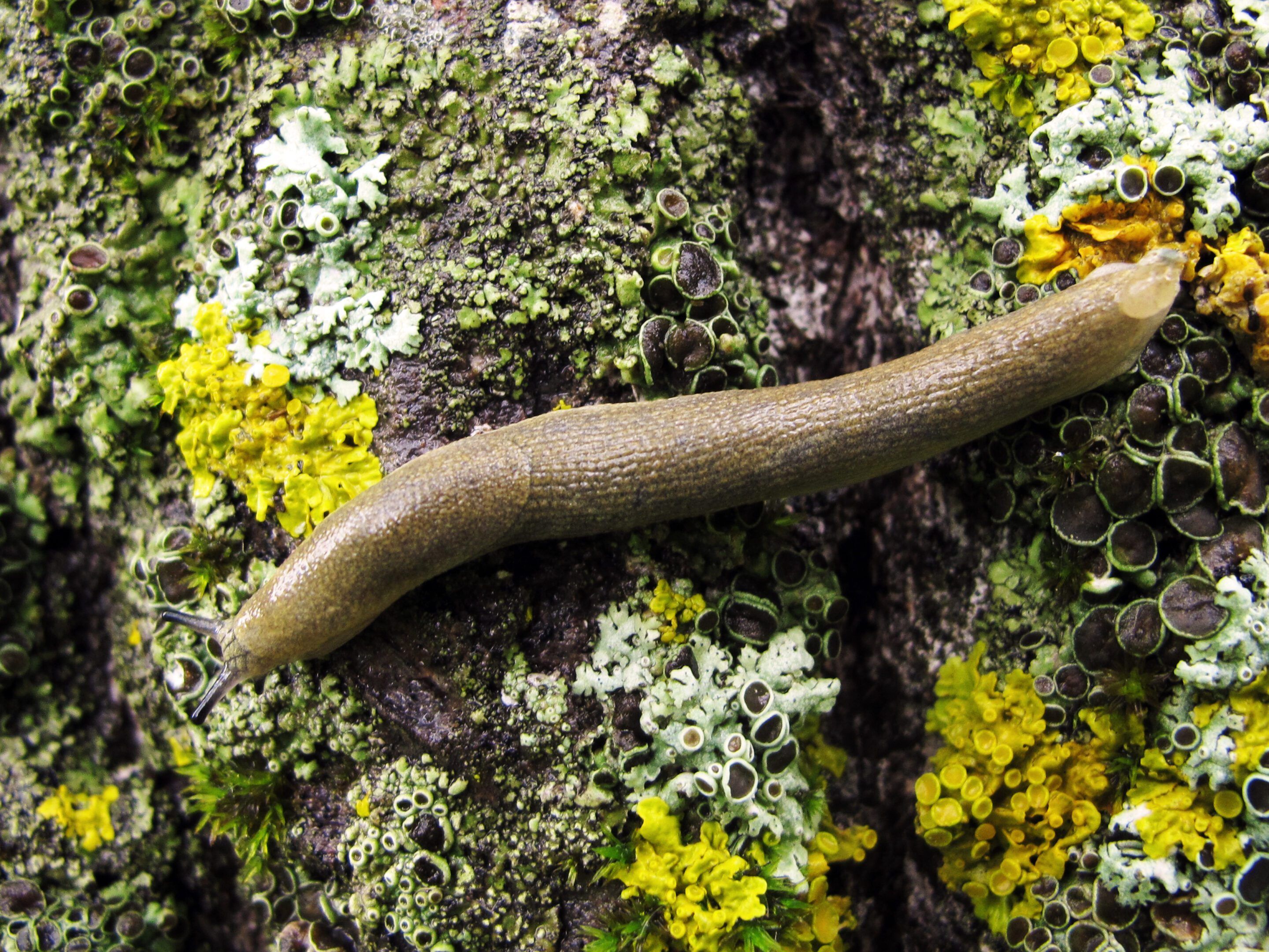 Gelbe Kellerschnecke (Limax flavus): Beschreibung, Lebensraum und Umgang im Garten