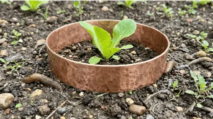 ein Kupferring gegen Schnecken um einen Kopfsalat