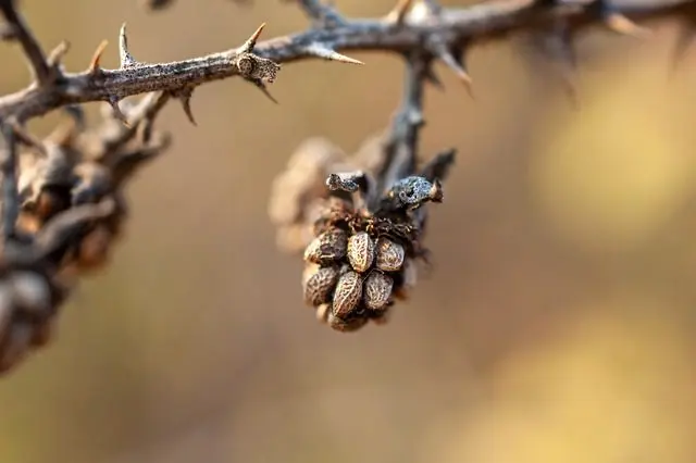Brombeerranken gegen Schnecken