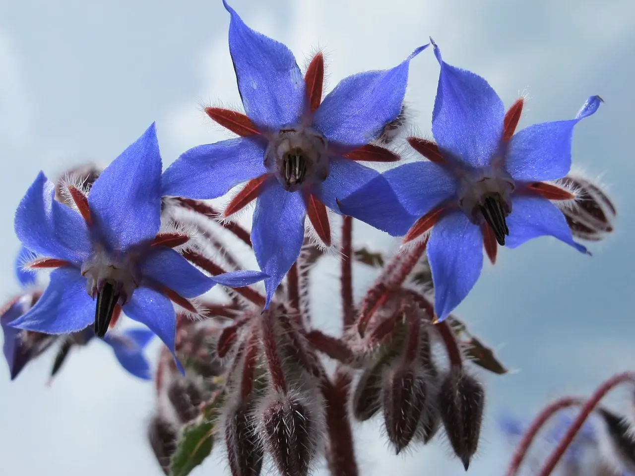 Blaue Borretschblüten in Nahaufnahme