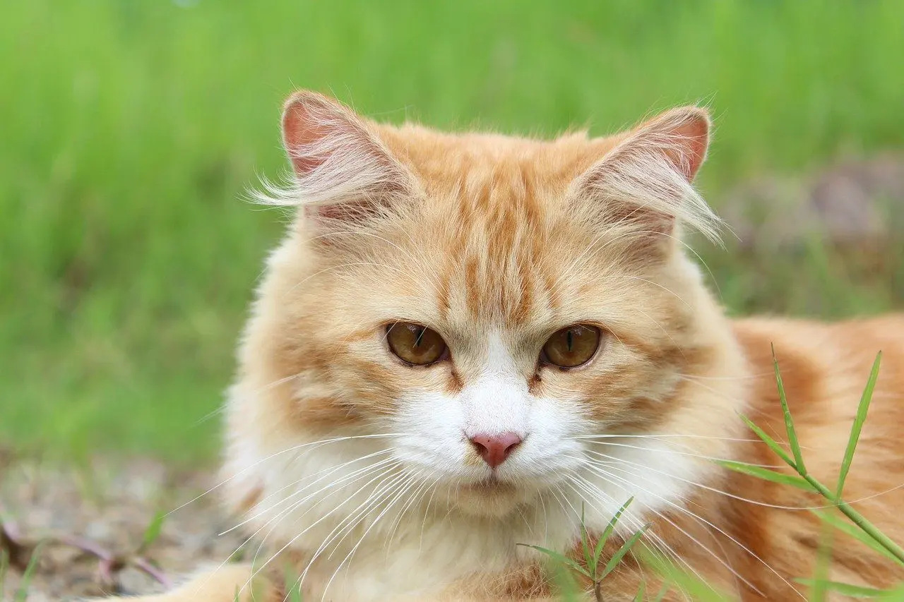 Die Katze ist gefährlich für Frösche und Kröten