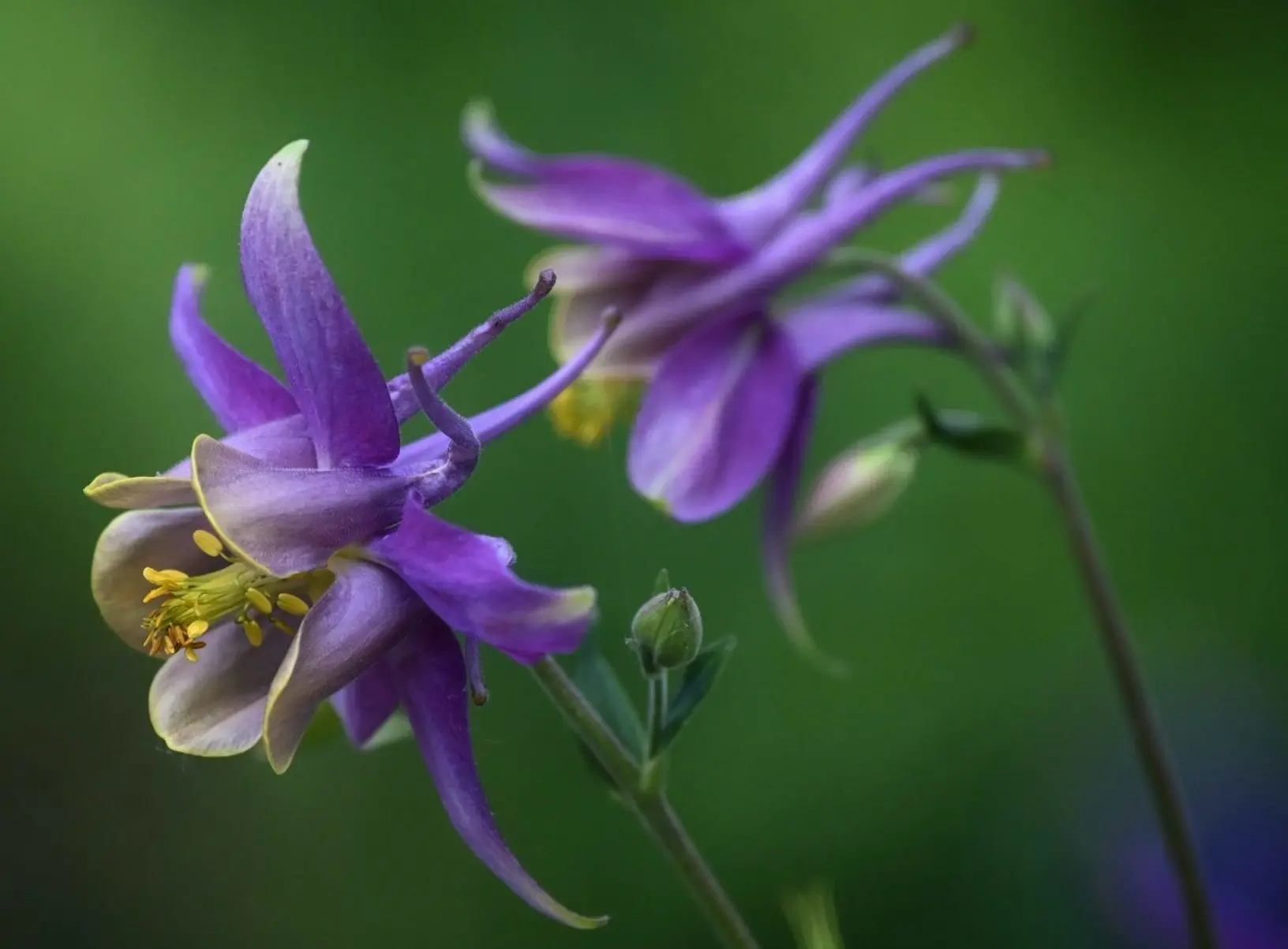 Blumen, die Schnecken nicht gerne fressen