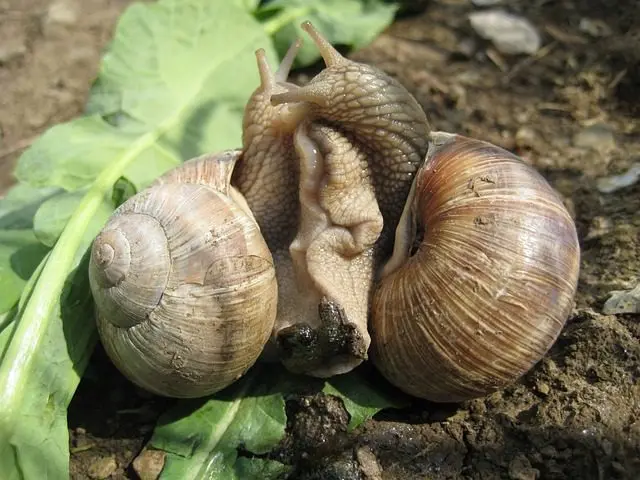 zwei Schnecken bei der Paarung