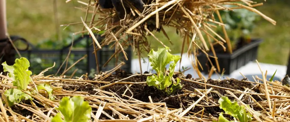 Mulch zwischen Salatreihen