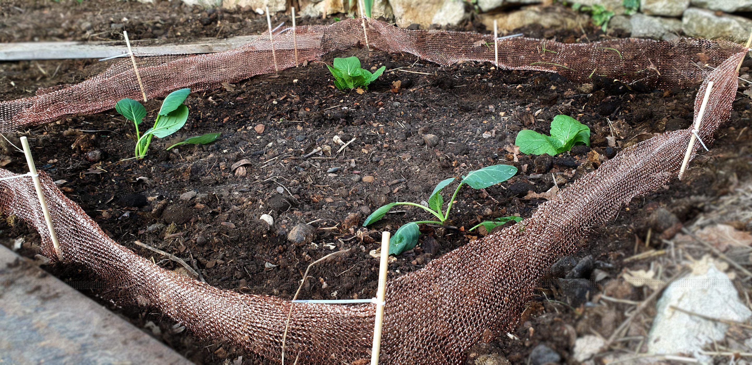 Springday-Schneckennetz rund um ein Kohlbeet