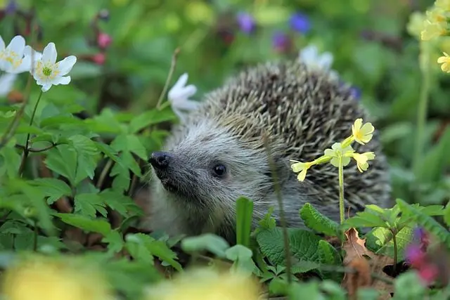 Igel Schneckenjäger