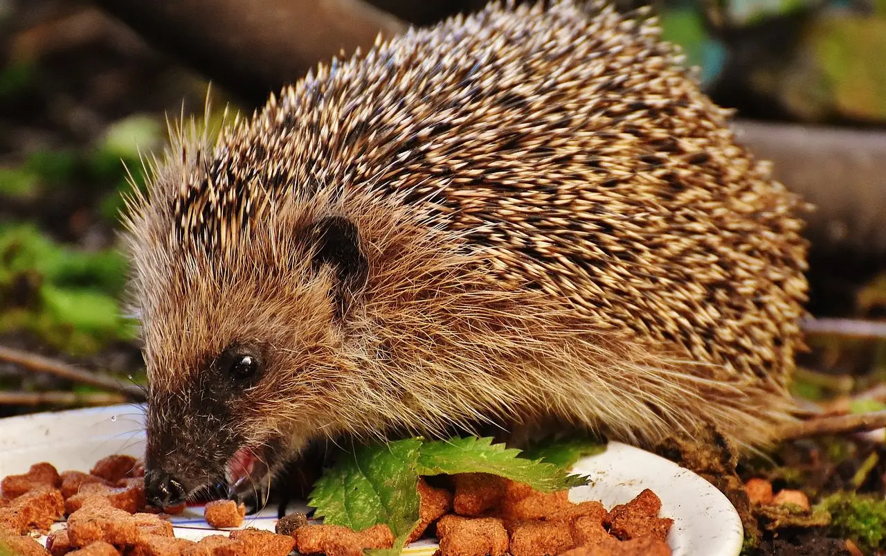 ein Igel frisst Katzenkroketten