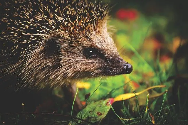 Schneckenkörner sind eine Gefahr für Igel