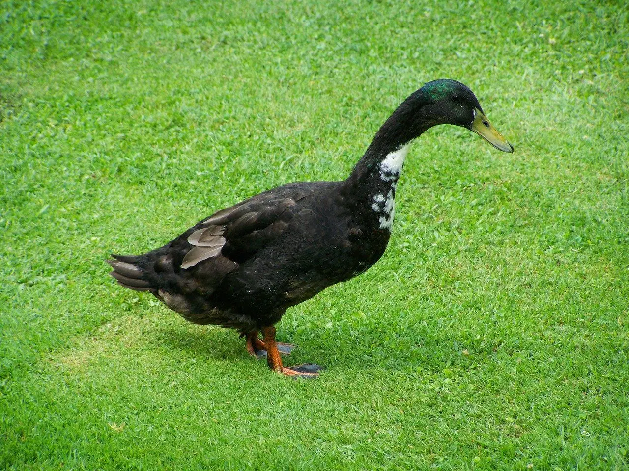 Indische Laufente gegen Schnecken