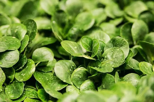 Feldsalat ist eine schneckenabwehrende Pflanze