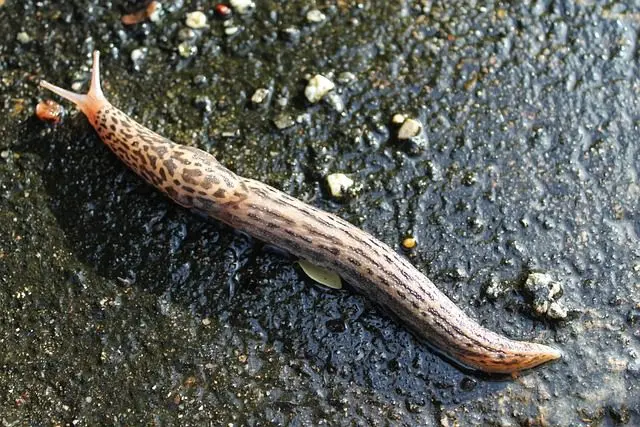 Die Tigerschnegel ist ein Fressfeind von Nacktschnecken