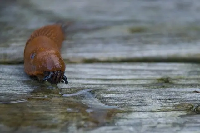 rote wegschnecke giftig