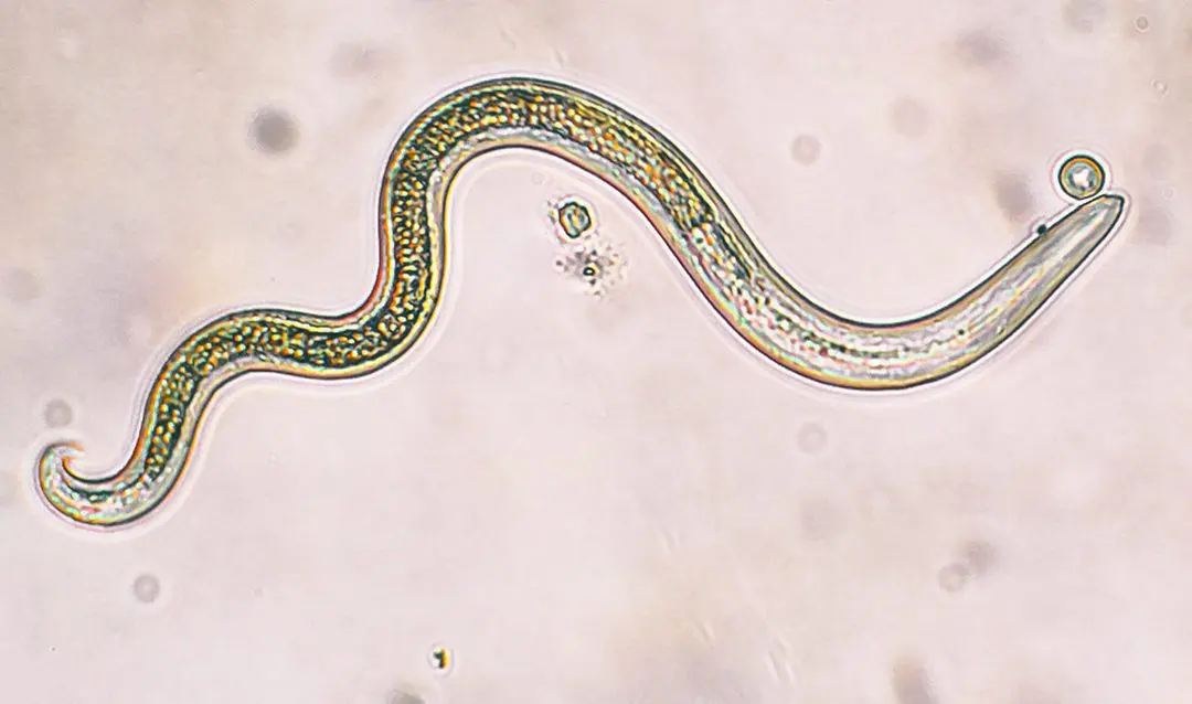 Foto eines natürlichen Nematoden (ph) gegen Nacktschnecken