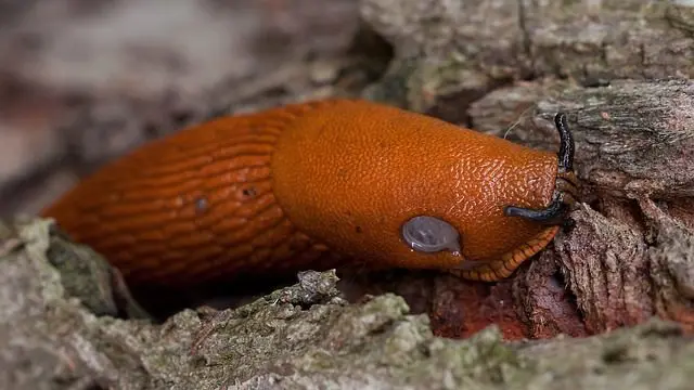 giftige grosse orange Nacktschnecke