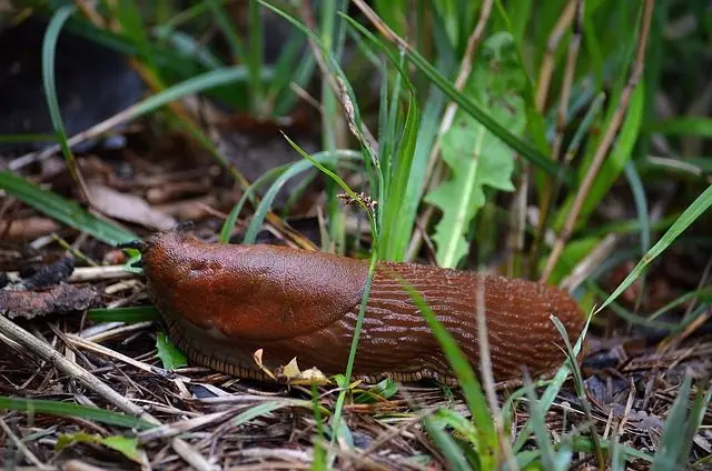 eine Nacktschnecke