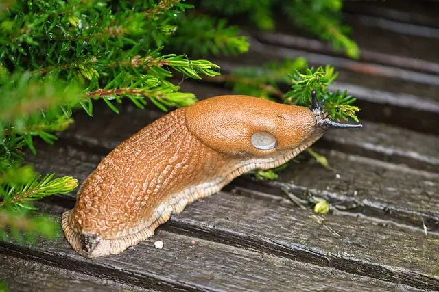 orange Nacktschnecke