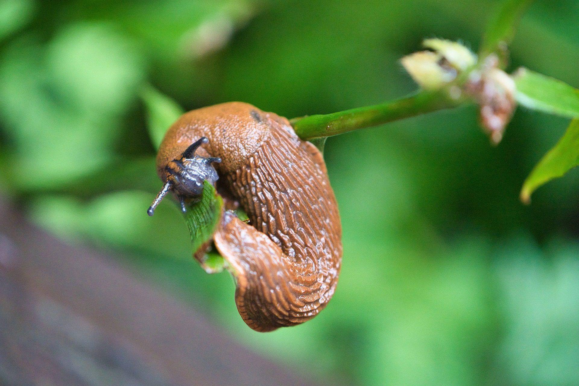 Wo finde ich ein für Tiere ungefährliches Schneckenmittel?