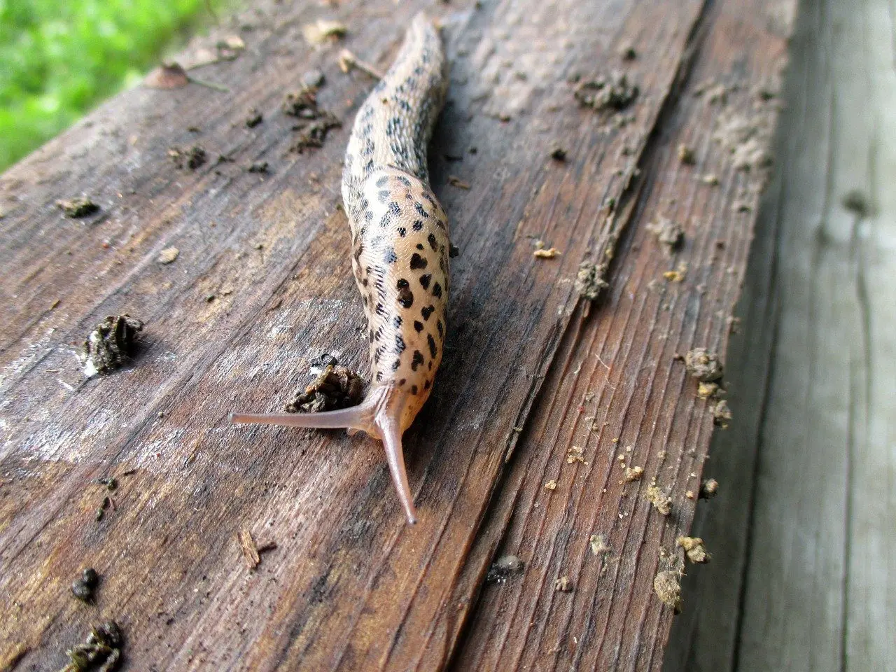 Tigerschnegel als natürlicher Fressfeind