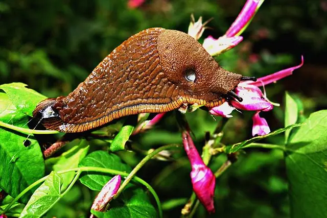 rote wegschnecke arion vulgaris
