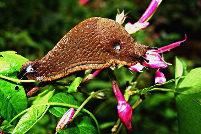 Ist die grosse orange Nacktschnecke (Arion rufus) giftig? Besonderheiten und Methoden zur Bekämpfung