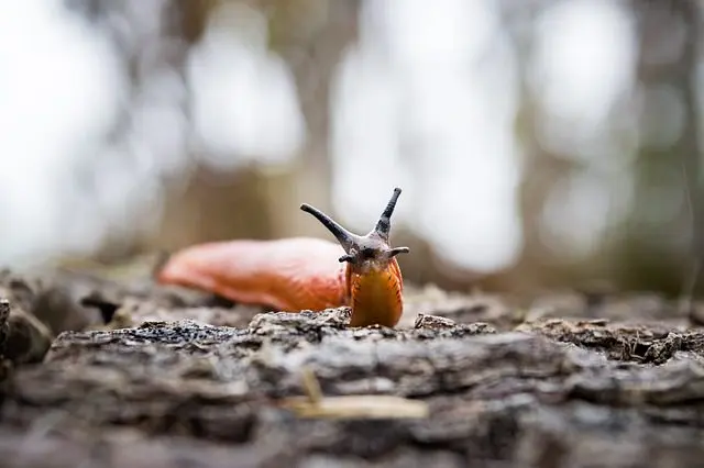 Nacktschnecken haben zahlreiche Fressfeinde