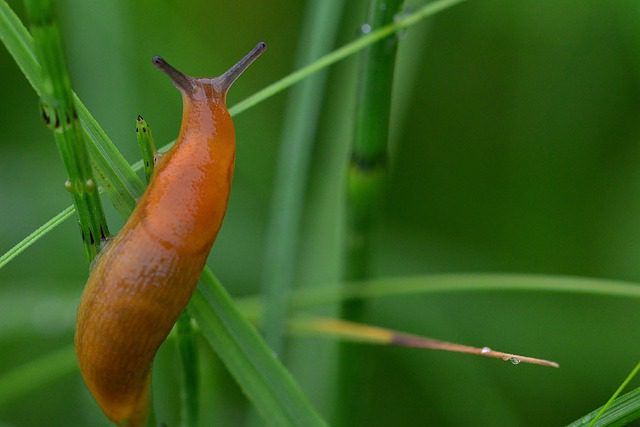 So vertreiben Sie Schnecken auf natürliche Weise