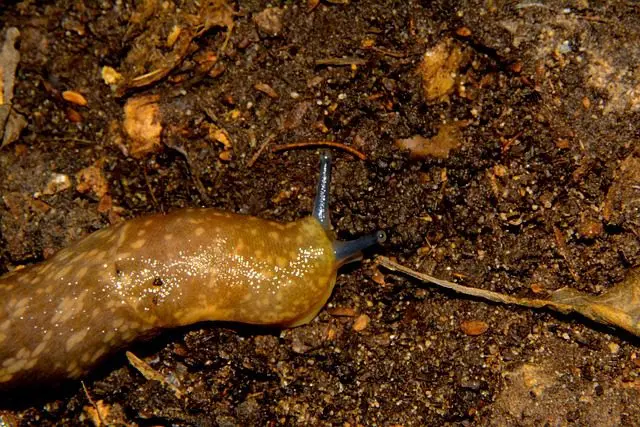 Egel-Nacktschnecke milchige Wegschnecke