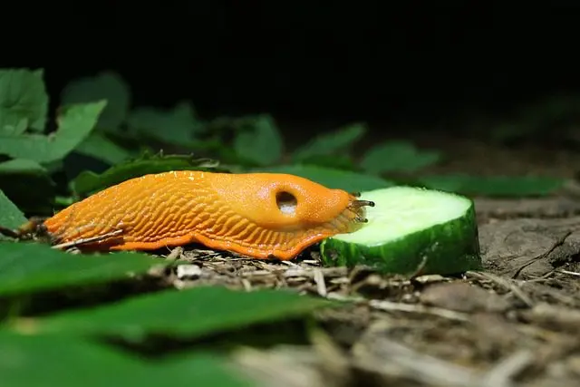 die orange Nacktschnecke ist giftig für Hunde und Hühner
