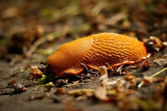 eine riesige orange Nacktschnecke
