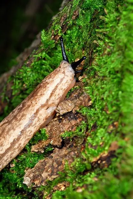 eine weisse Nacktschnecke