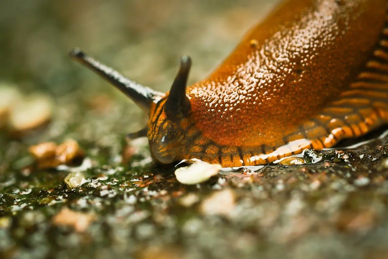 Eine Schnecke
