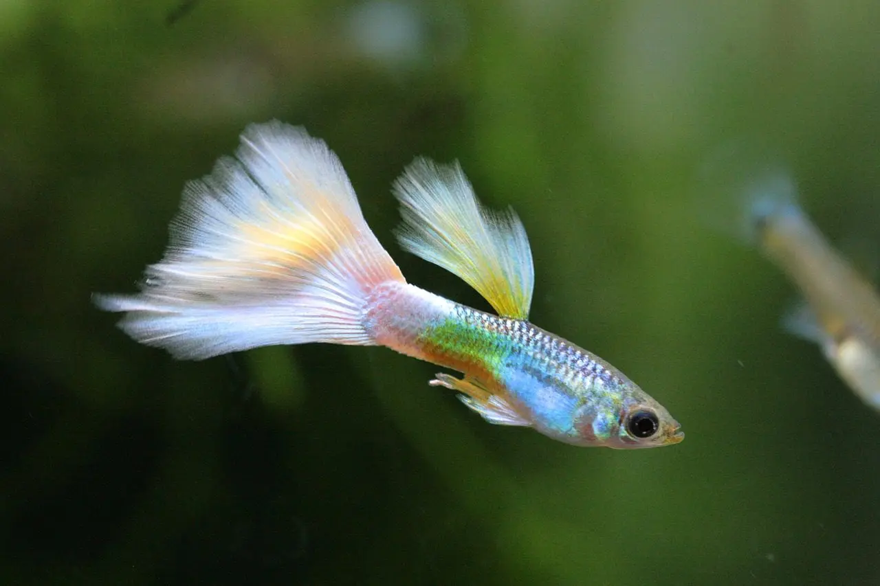 Guppys fressen die Mücken in einem Teich